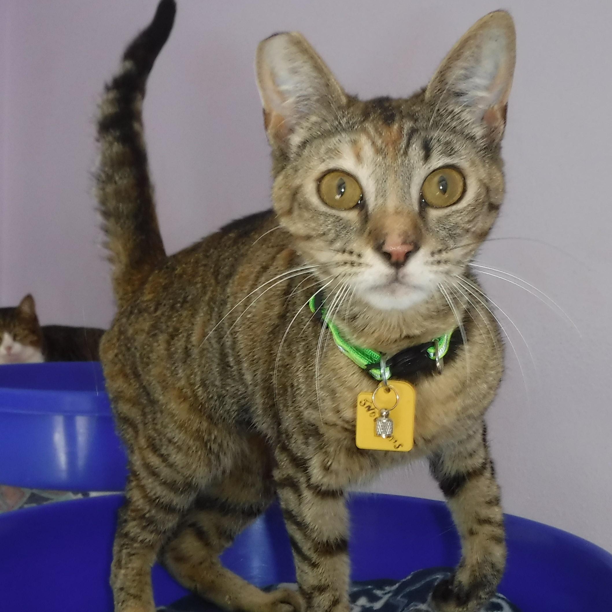 Princess - Sweet and Fun, ADOPTABLE, Adult Female Torbie & Tabby.