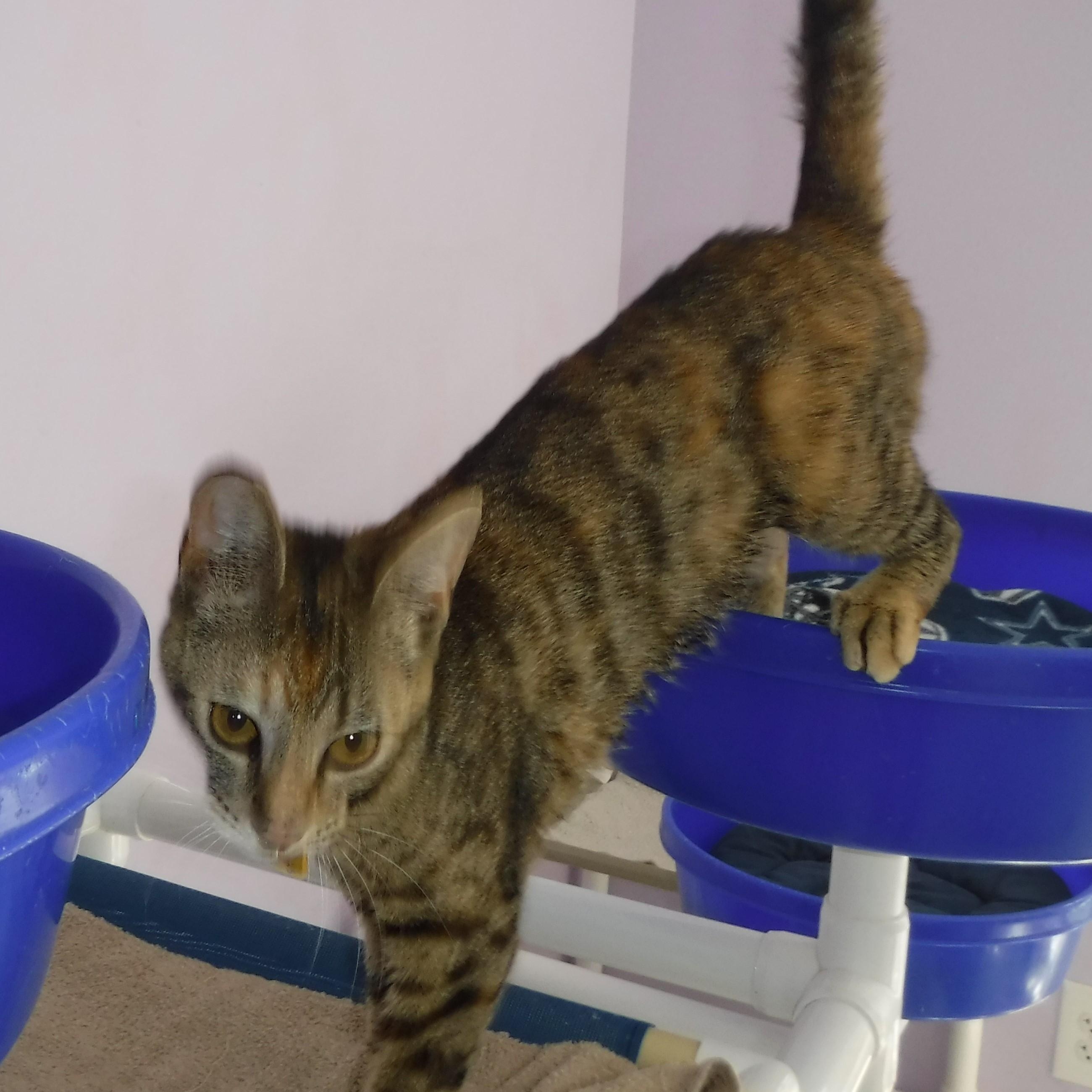 Princess - Sweet and Fun, a ADOPTABLE mixed breed in Hoquiam, WA image 2/6