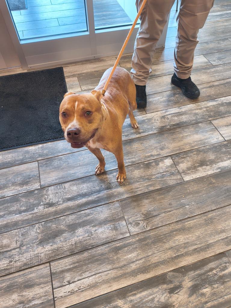 Archer Yrly 280, a Adoptable Pit Bull Terrier in Sidney, OH image 1/4