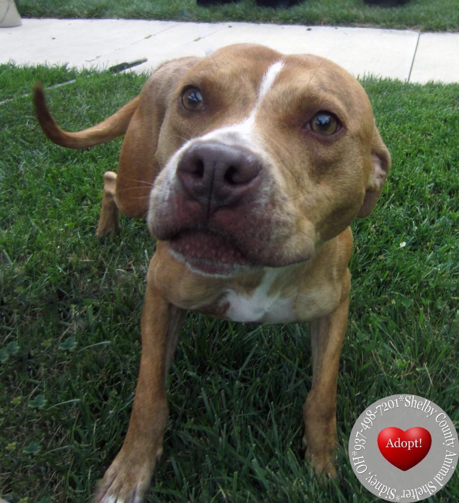 Archer Yrly 280, a Adoptable Pit Bull Terrier in Sidney, OH image 2/4