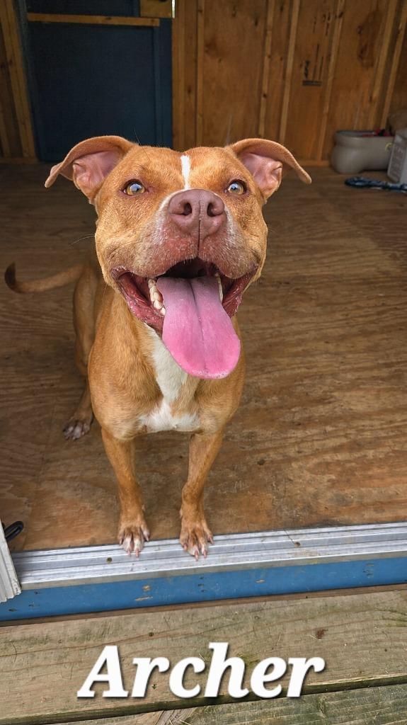 Archer Yrly 280, a Adoptable Pit Bull Terrier in Sidney, OH image 3/4