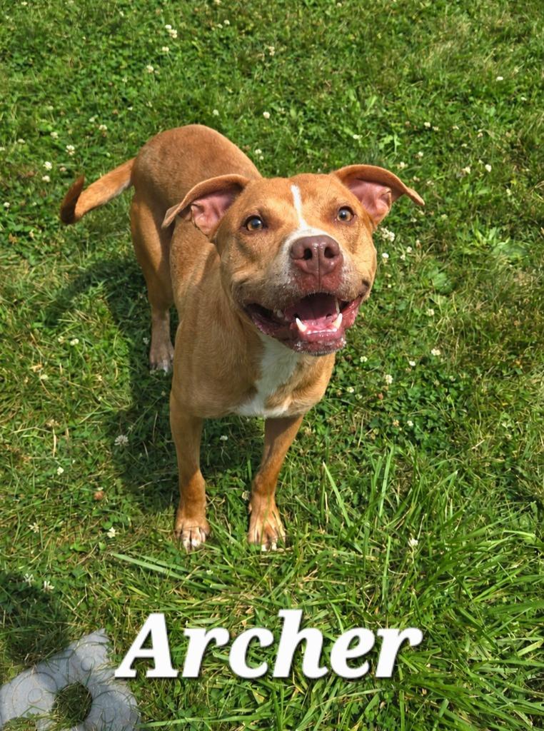 Archer Yrly 280, a Adoptable Pit Bull Terrier in Sidney, OH image 4/4