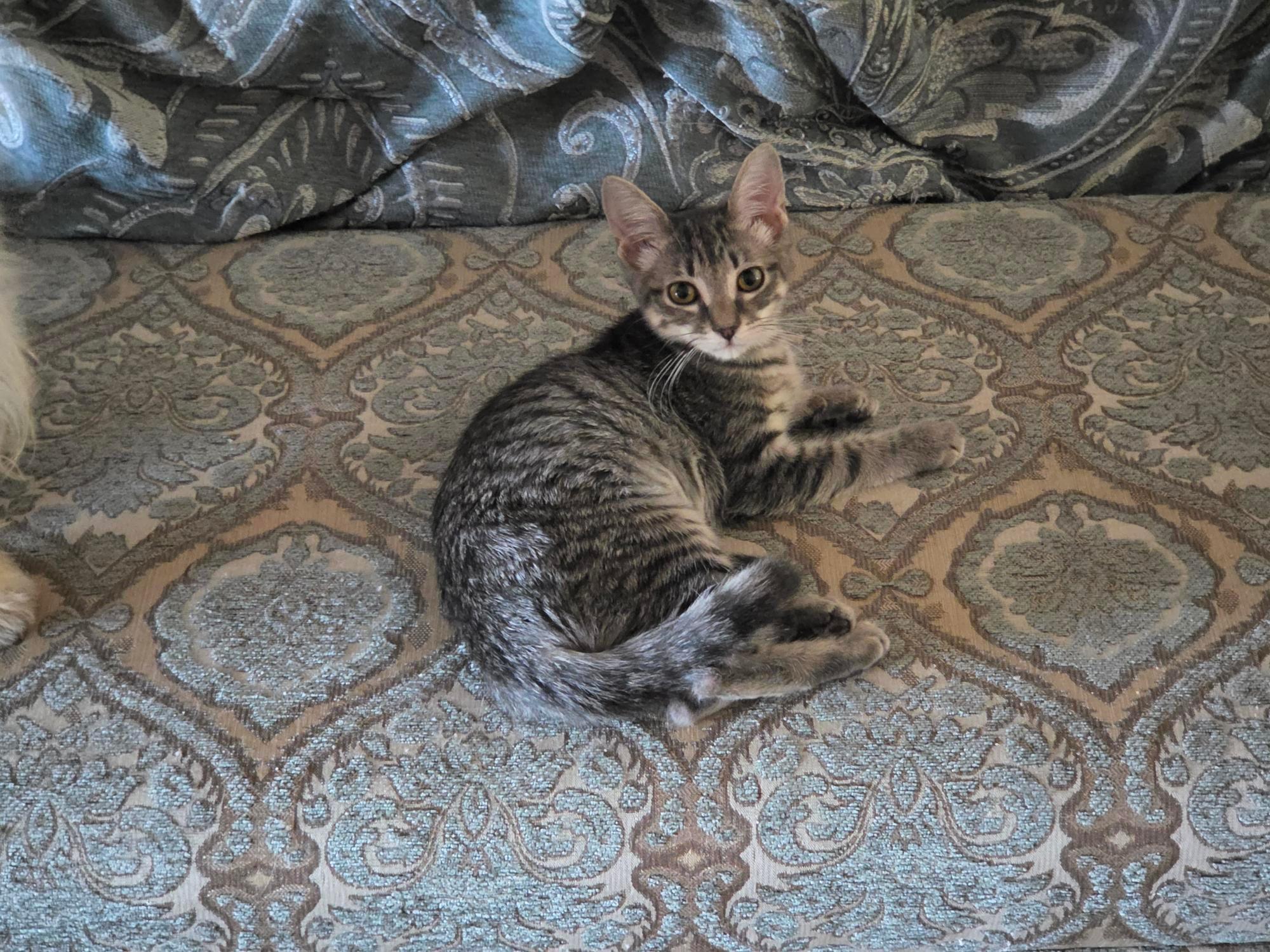 Doodlebug, Adoptable, Young Female Domestic Short Hair.