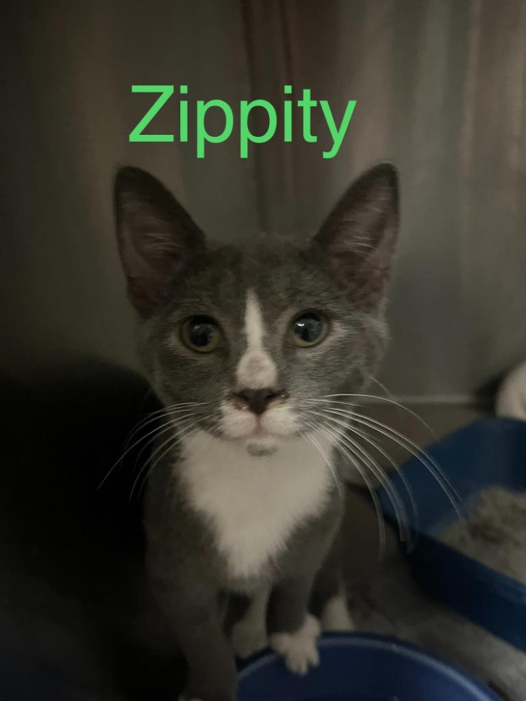 Enlarge Zippity, a Adoptable mixed breed in Princeton, IN image 1/1