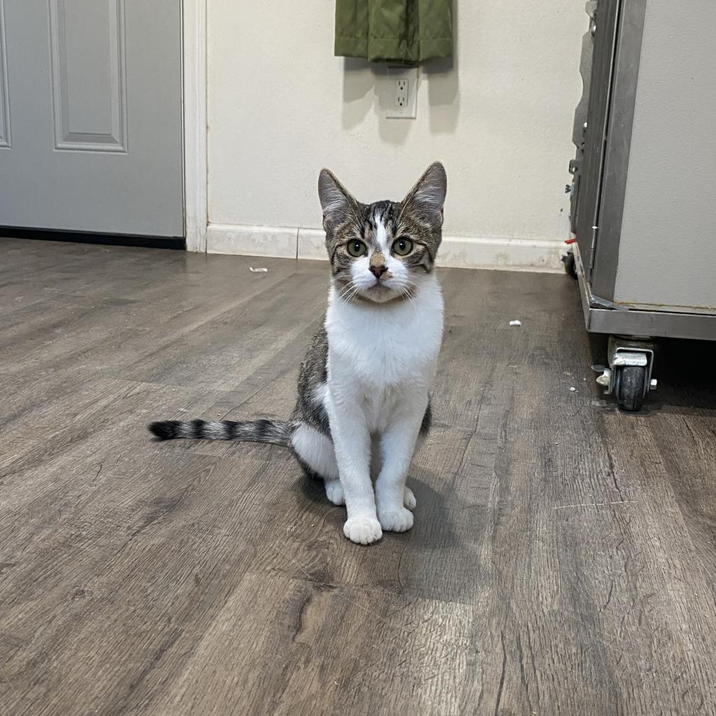 Enlarge Lewis, a Adoptable Domestic Short Hair in Palmdale, CA image 2/6