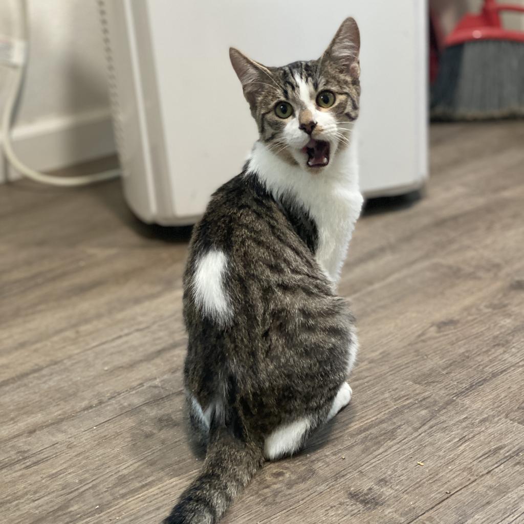 Enlarge Lewis, a Adoptable Domestic Short Hair in Palmdale, CA image 3/6