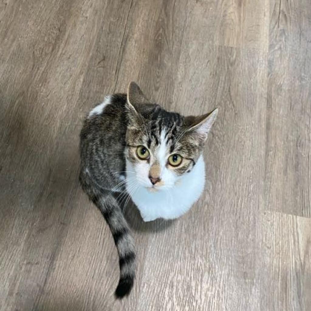 Enlarge Lewis, a Adoptable Domestic Short Hair in Palmdale, CA image 4/6