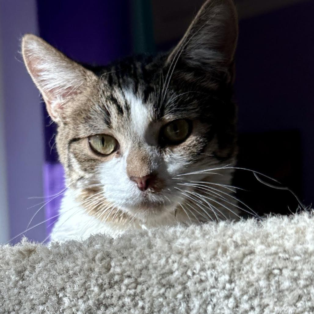 Enlarge Lewis, a Adoptable Domestic Short Hair in Palmdale, CA image 5/6