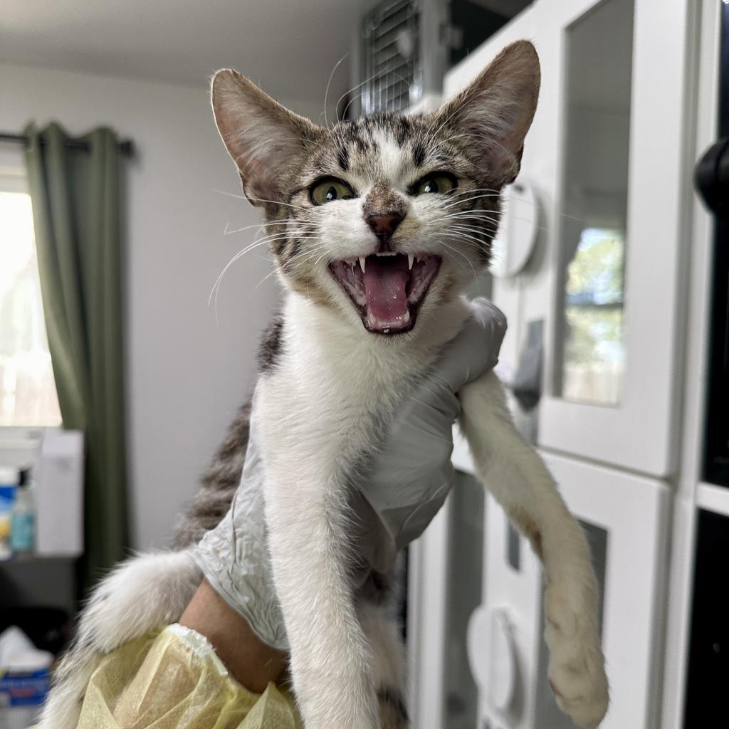 Enlarge Lewis, a Adoptable Domestic Short Hair in Palmdale, CA image 6/6