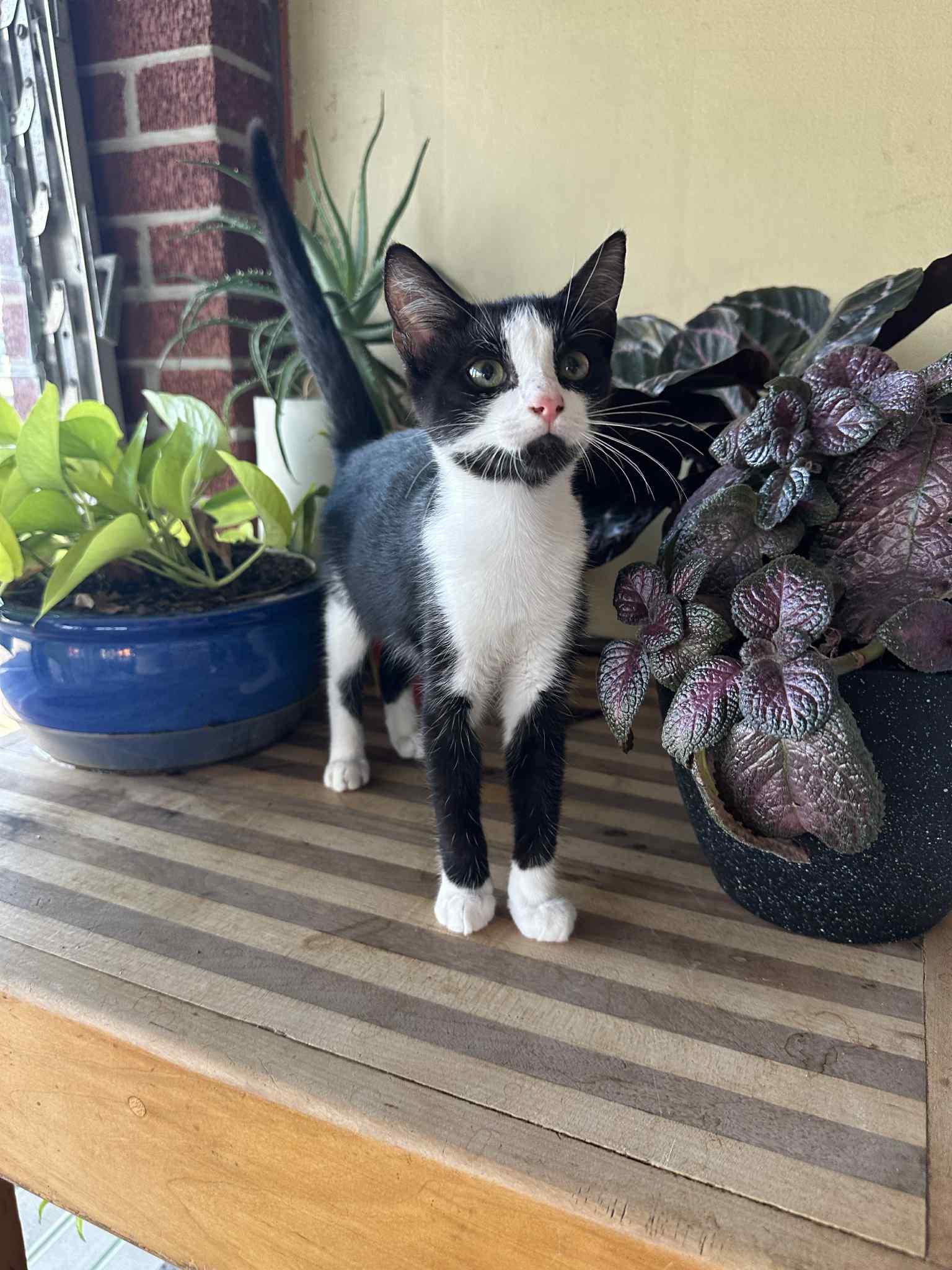 Catnis Evergreen