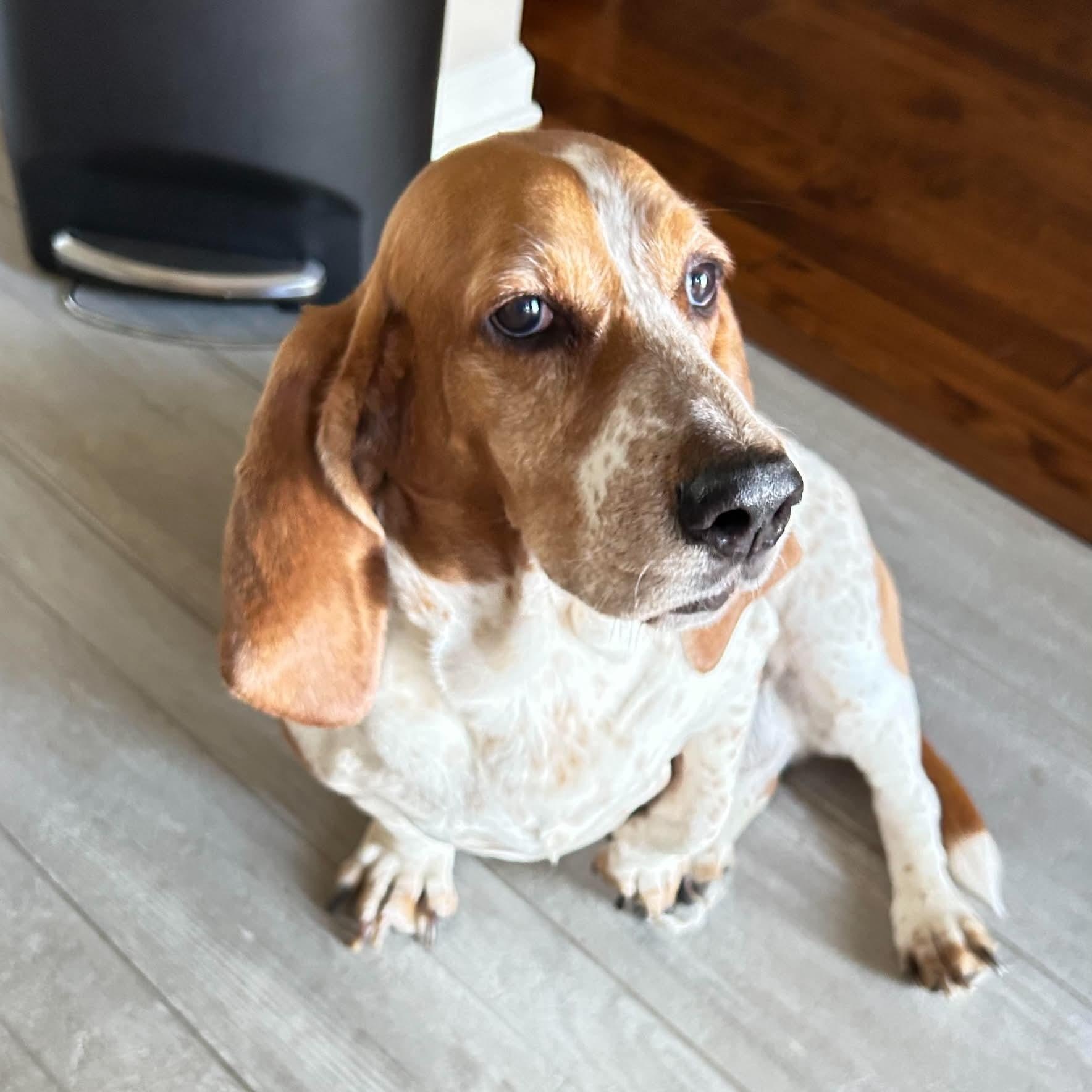 Enlarge Ellie, a Adoptable Basset Hound in Knoxville, TN image 2/4