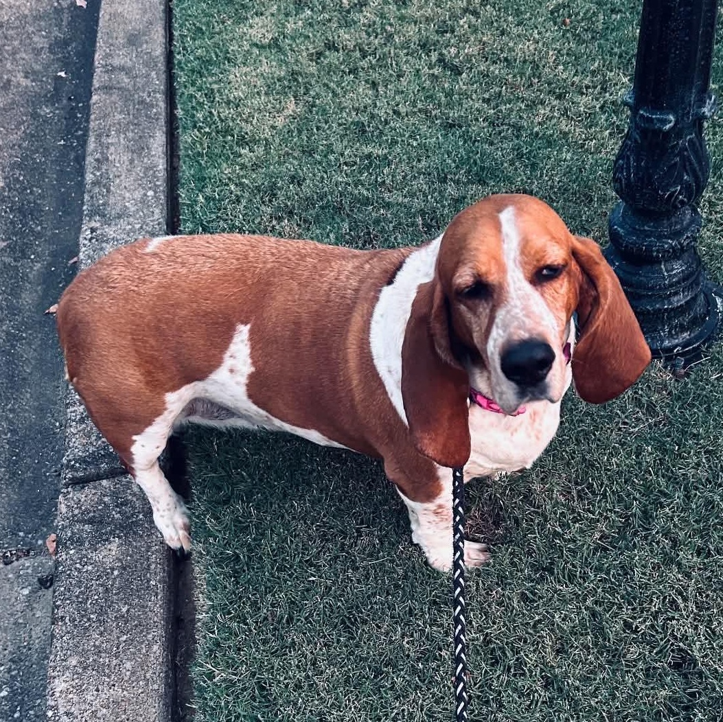 Enlarge Ellie, a Adoptable Basset Hound in Knoxville, TN image 3/4