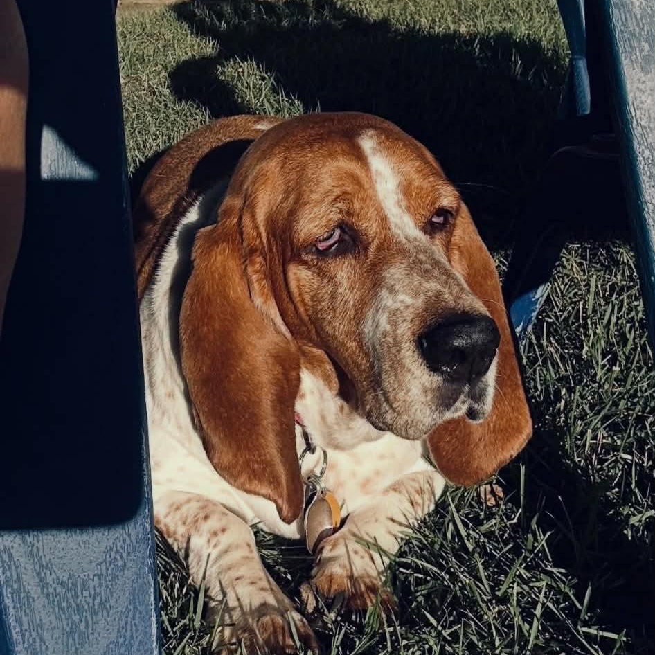Ellie, Adoptable, Adult Female Basset Hound.