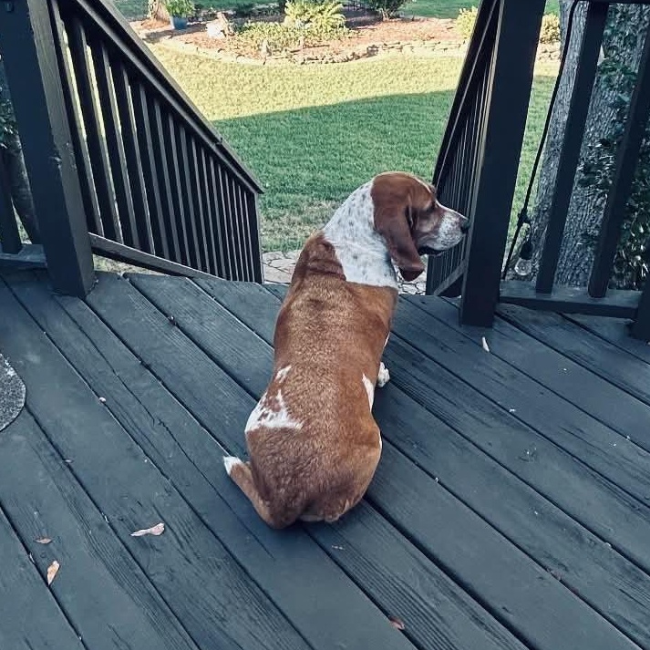 Enlarge Ellie, a Adoptable Basset Hound in Knoxville, TN image 4/4