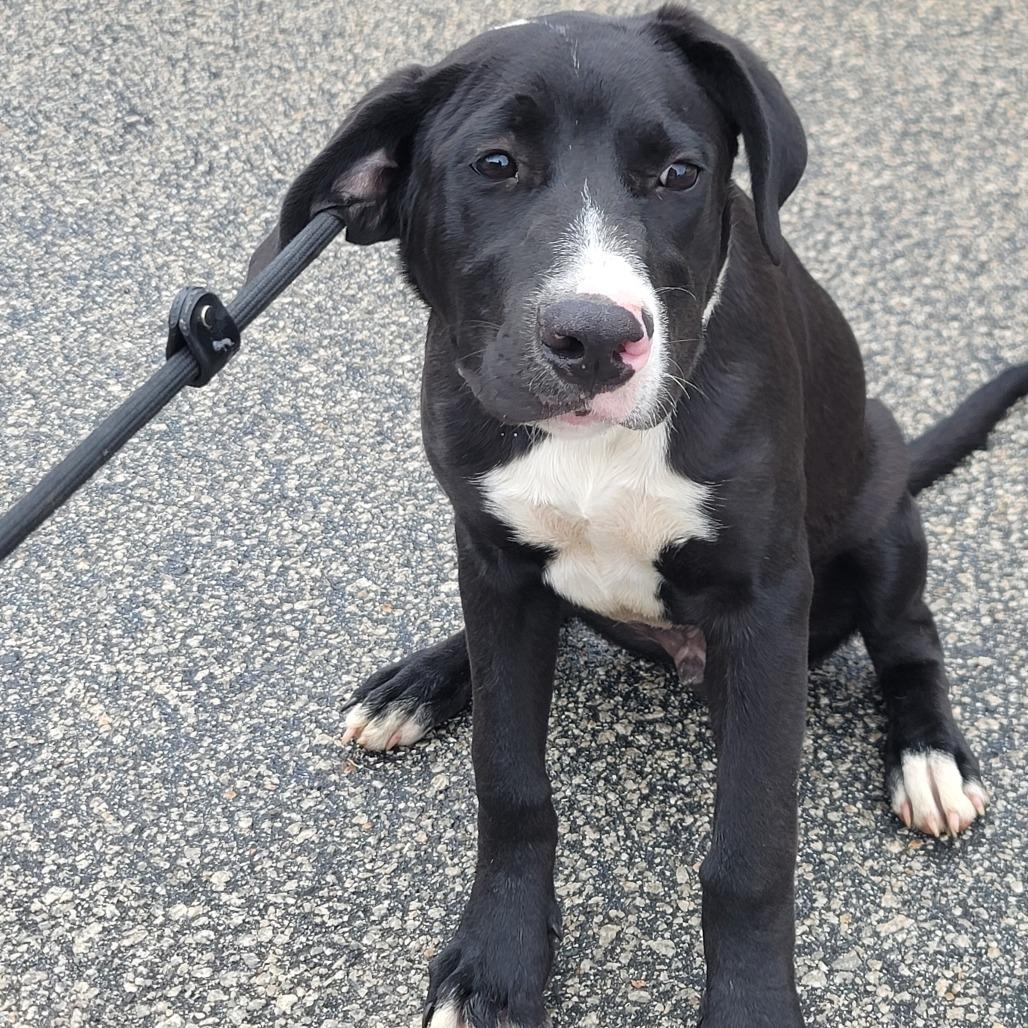 Kurt, Adoptable, Adult Male Black Labrador Retriever & Mixed Breed.