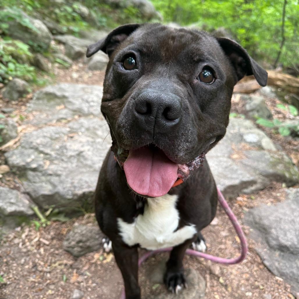 Enlarge Alfonso, a Adoptable Mixed Breed in Allentown, PA image 2/5