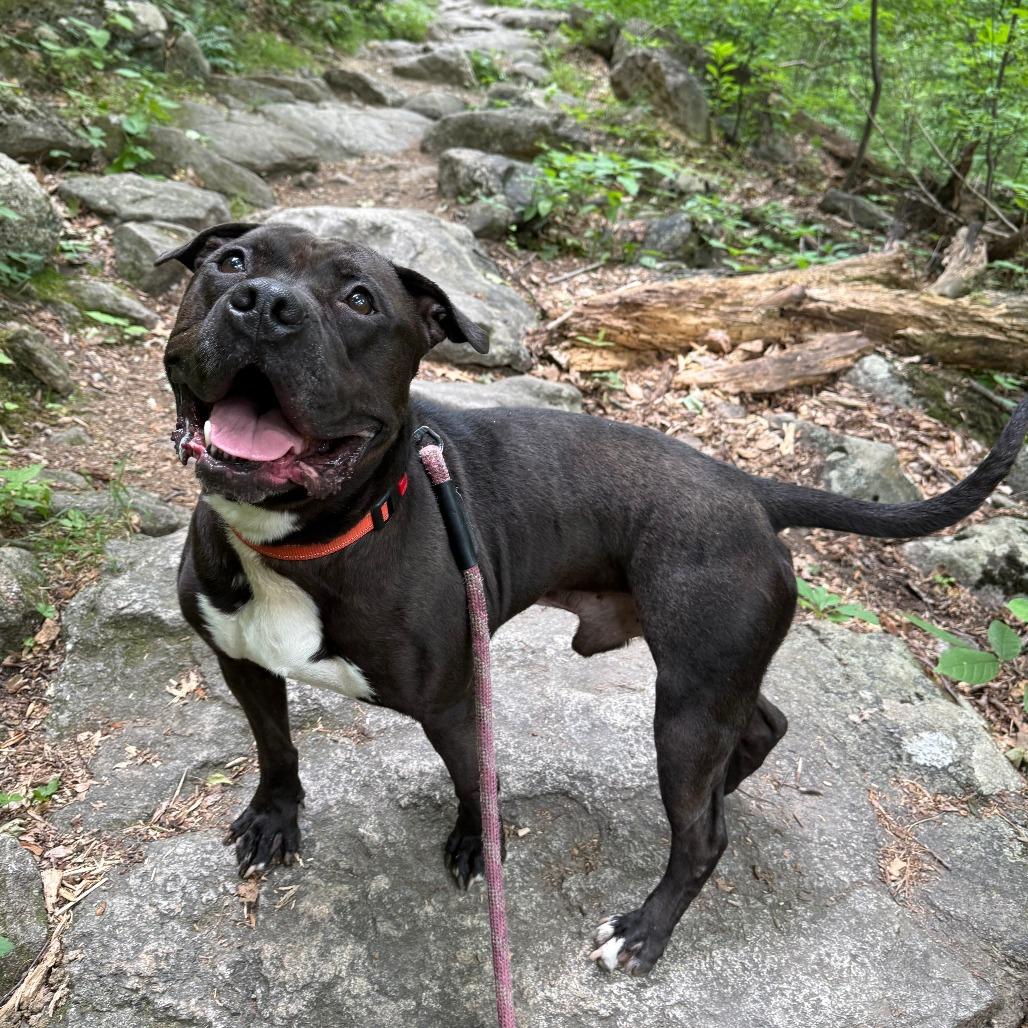 Enlarge Alfonso, a Adoptable Mixed Breed in Allentown, PA image 5/5