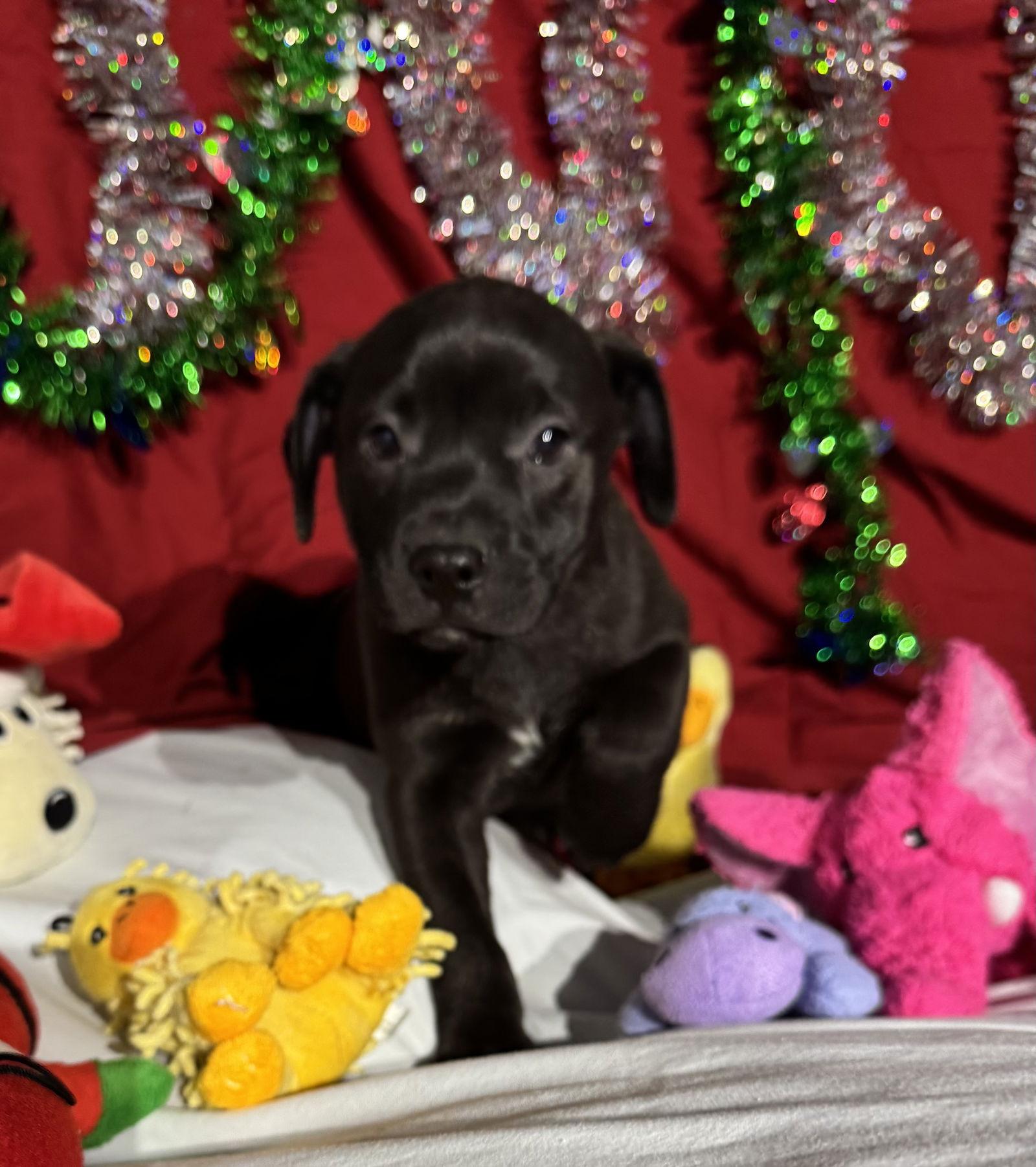 Zip, Adoptable, Puppy Male Mixed Breed.