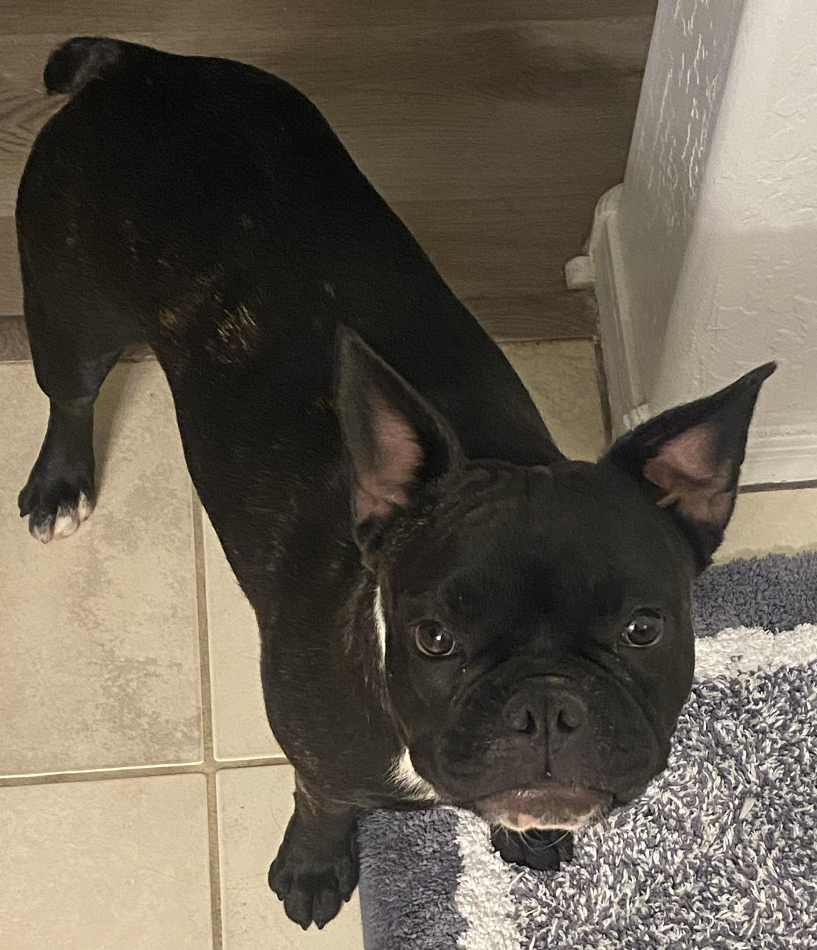 Katie, adopted, Adult Female Boston Terrier & French Bulldog.