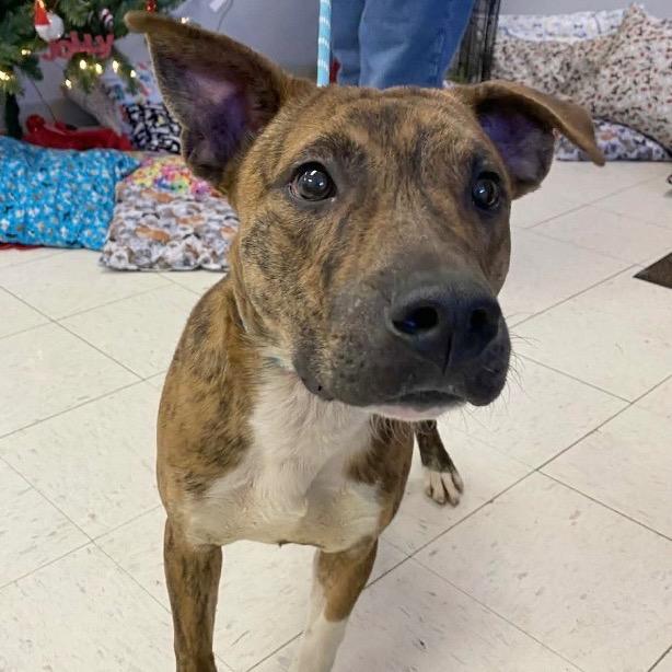 Ambrister, Adoptable, Young Male Mastiff.