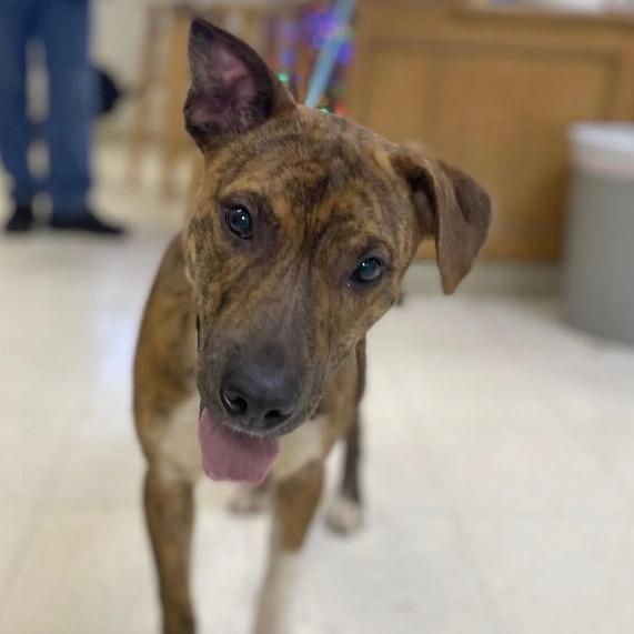 Enlarge Ambrister, a Adoptable Mastiff in Jacksonville, AR image 2/3