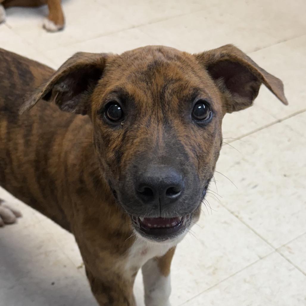 Enlarge Ambrister, a Adoptable Mastiff in Jacksonville, AR image 1/1