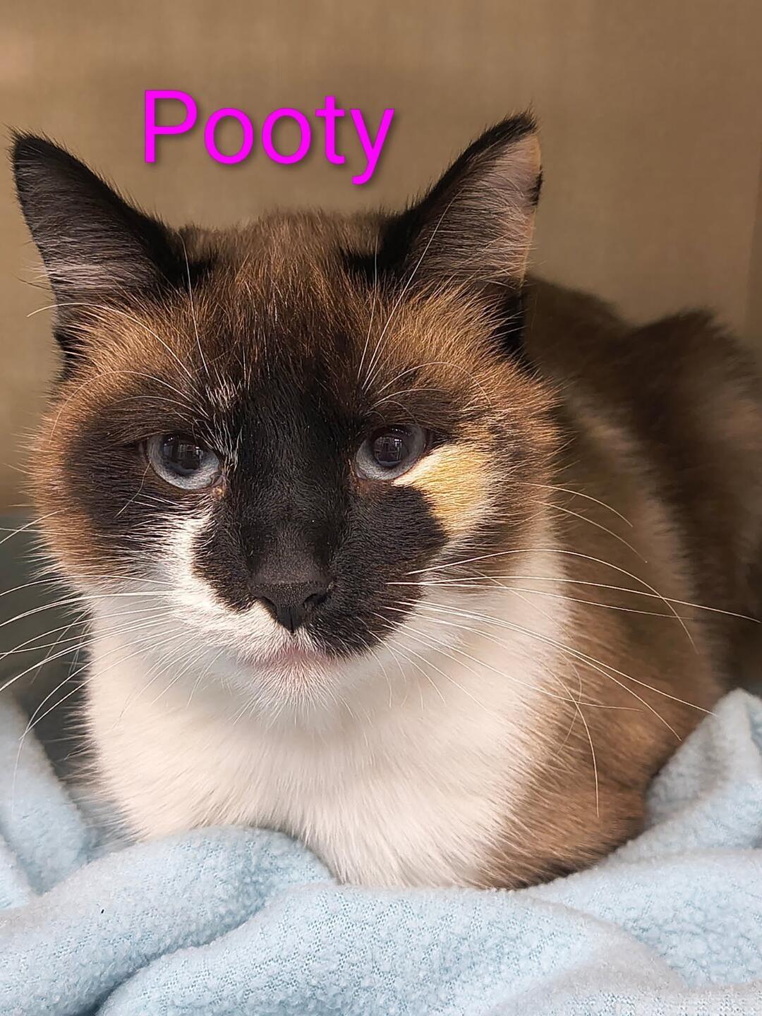 Pooty