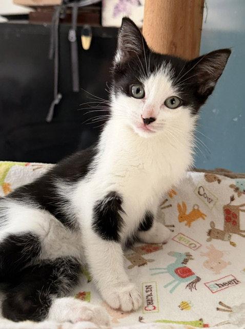 Enlarge Oreo - CCC, a Adoptable Domestic Short Hair in San Luis Obispo, CA image 1/1