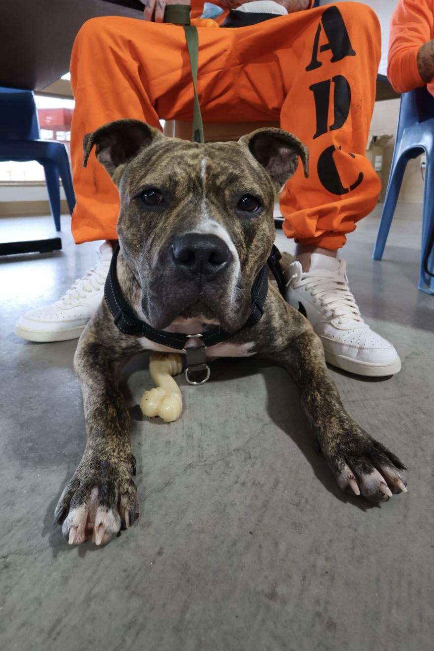 Kevin (KB), Adoptable, Young Male Boxer & American Staffordshire Terrier.