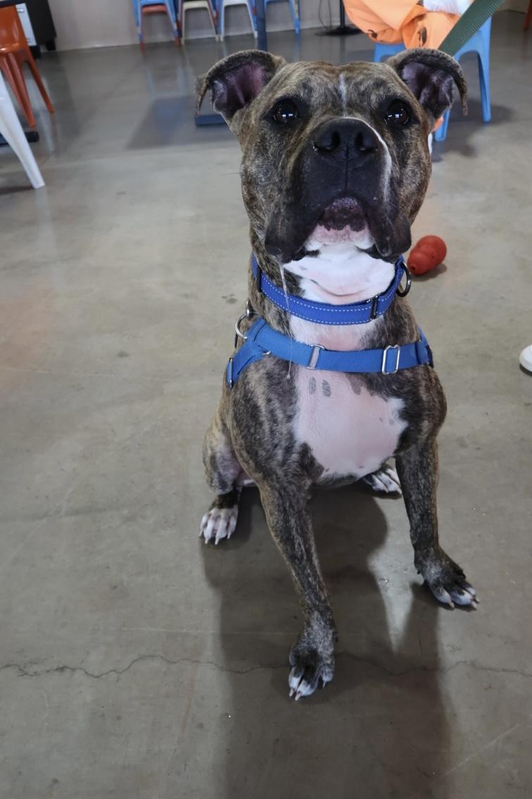 Enlarge Kevin (KB), a Adoptable mixed breed in Chandler, AZ image 3/4