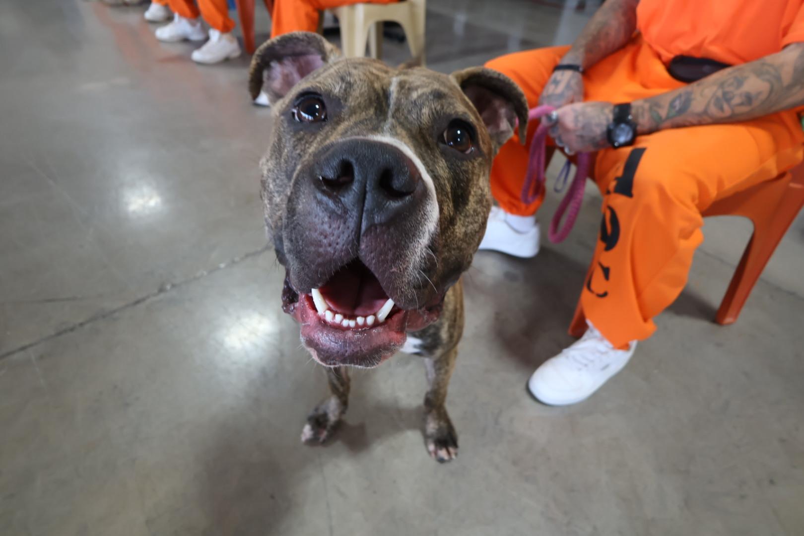 Enlarge Kevin (KB), a Adoptable mixed breed in Chandler, AZ image 4/4