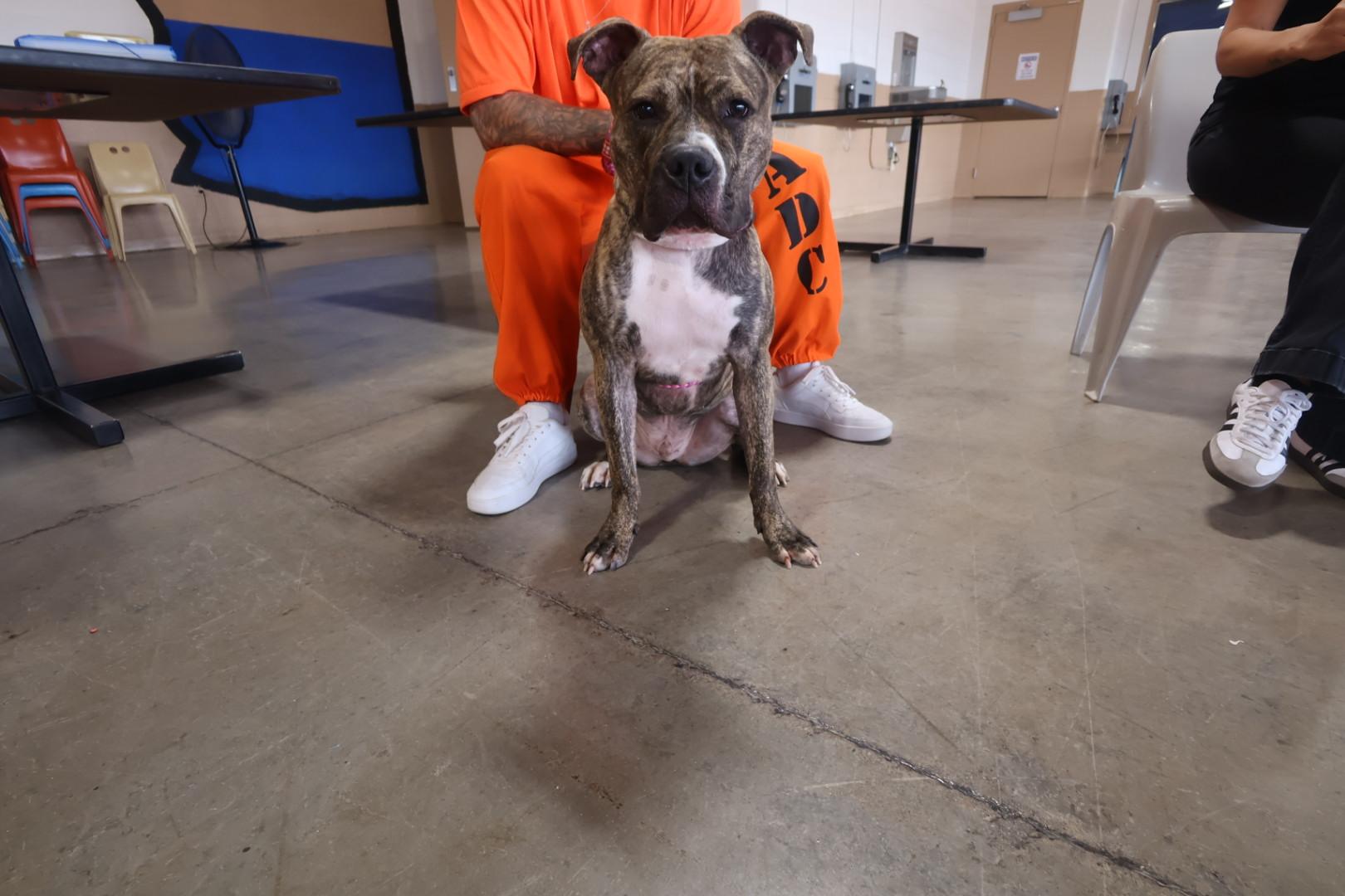 Enlarge Kevin (KB), a Adoptable mixed breed in Chandler, AZ image 2/4