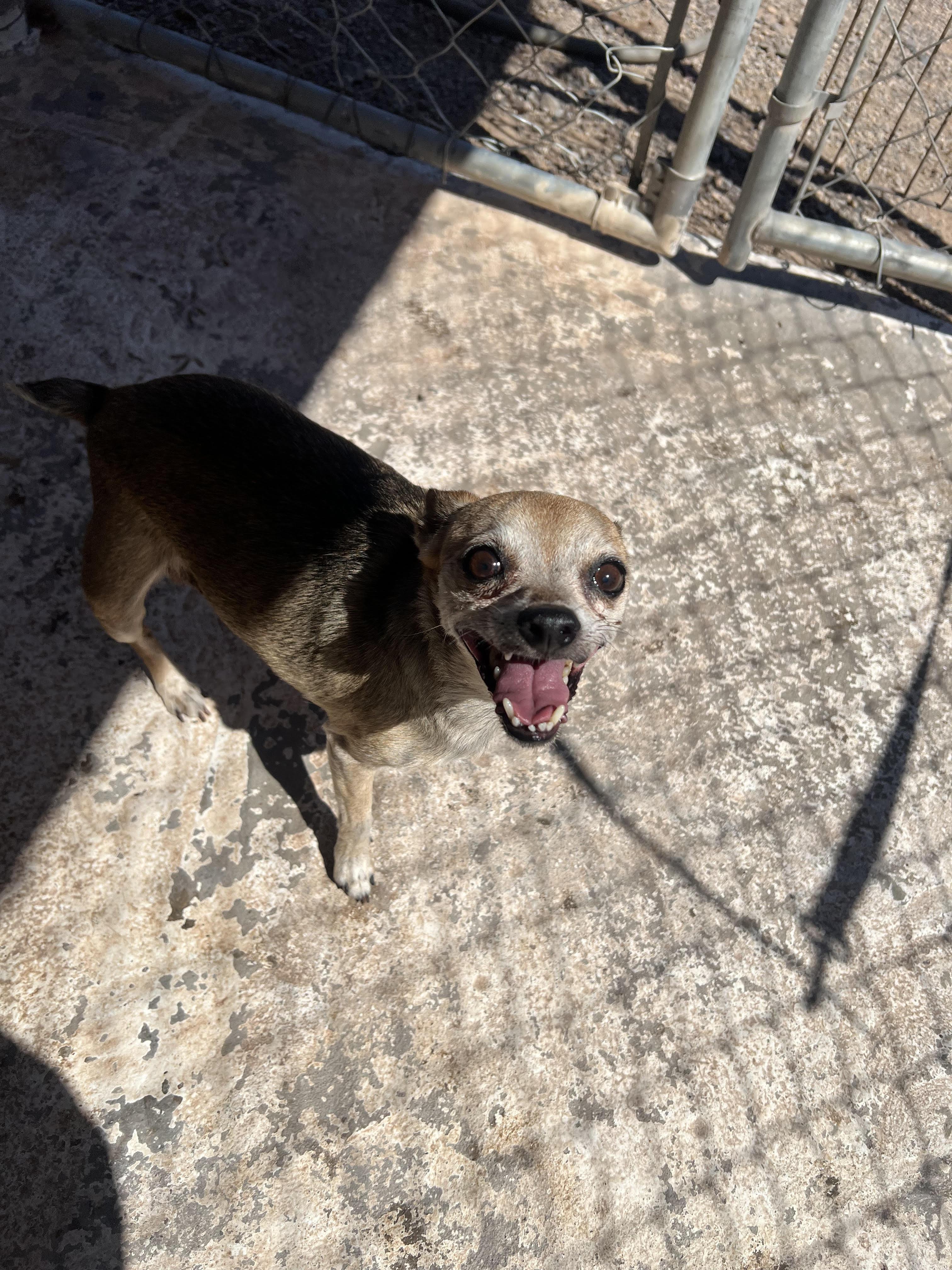 Fay, Adoptable, Senior Female Chihuahua.