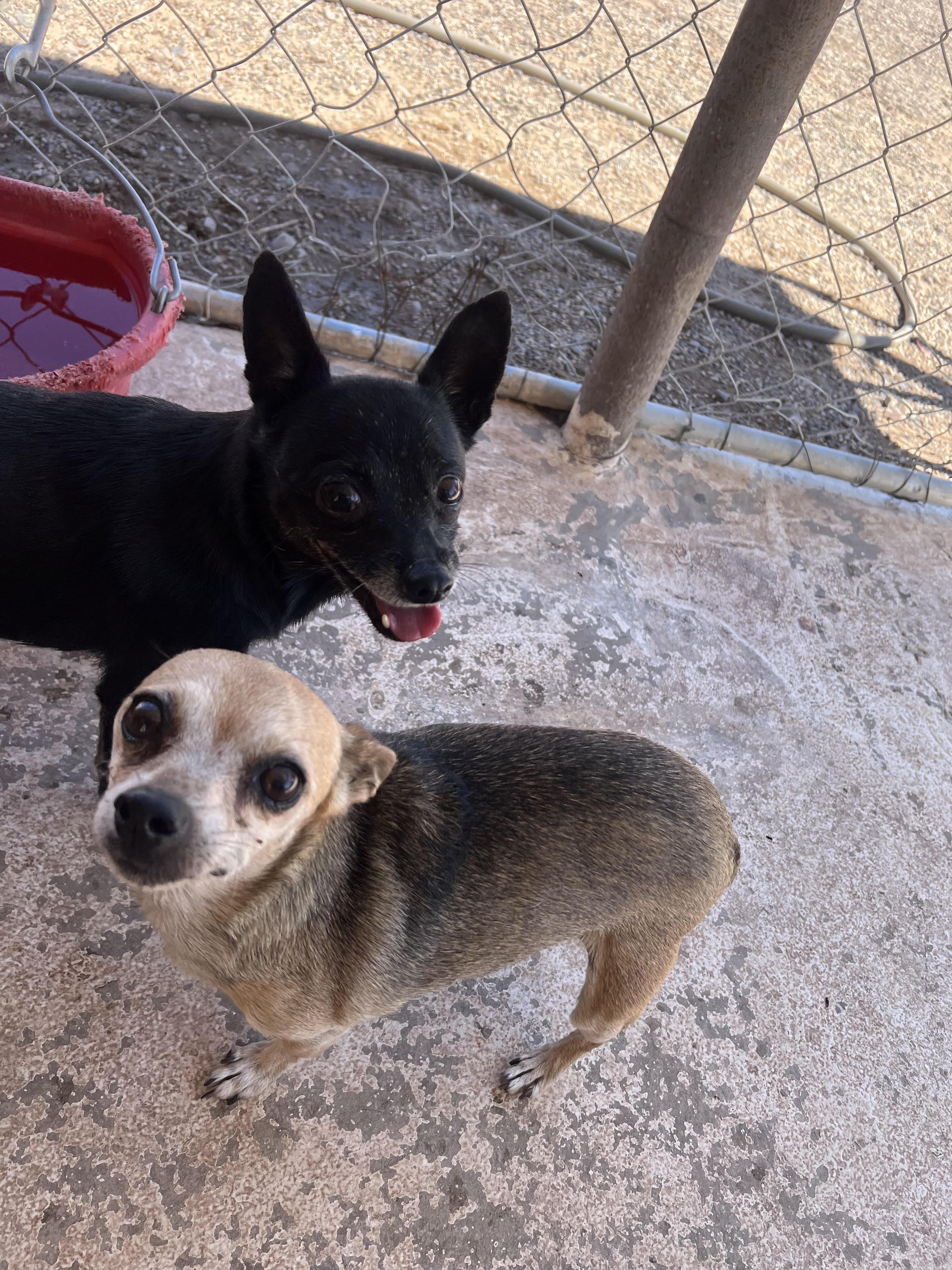 Fay, a Adoptable Chihuahua in Deming, NM image 2/2