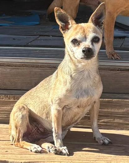 Fay, Adoptable, Senior Female Chihuahua.