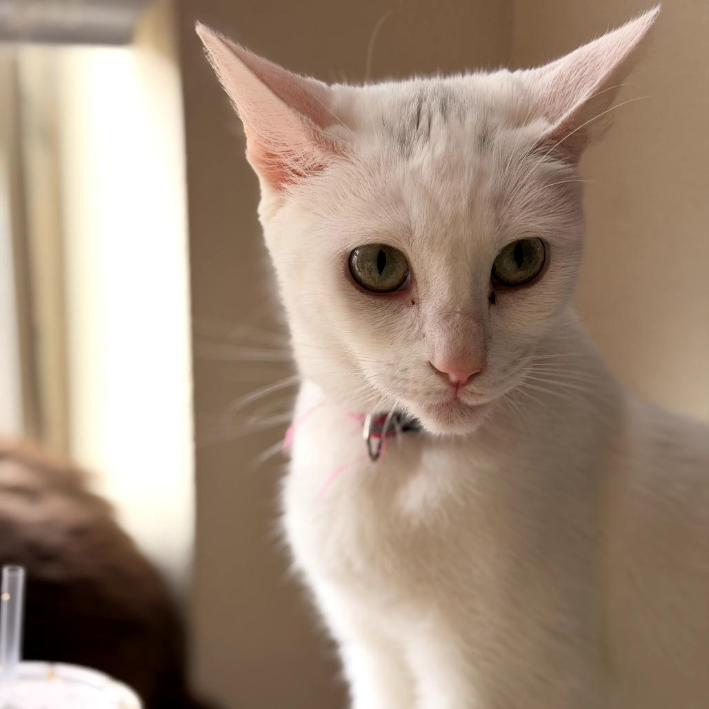 Dolly, a Adoptable Domestic Short Hair in Colorado Springs , CO image 3/5