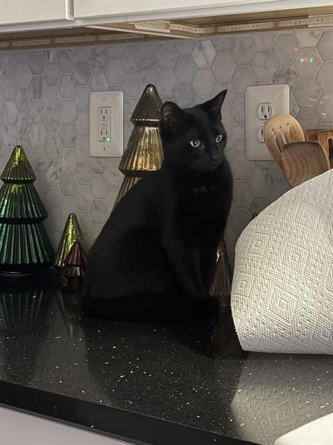 Enlarge POPPY, a Adoptable Domestic Short Hair in Westminster, MD image 1/1