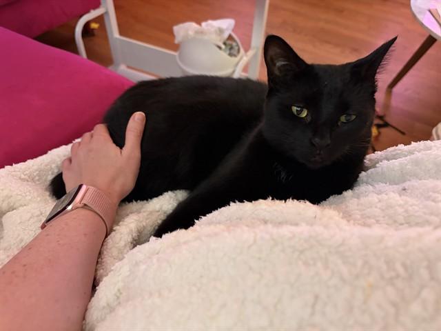 Enlarge POPPY, a Adoptable Domestic Short Hair in Westminster, MD image 1/1