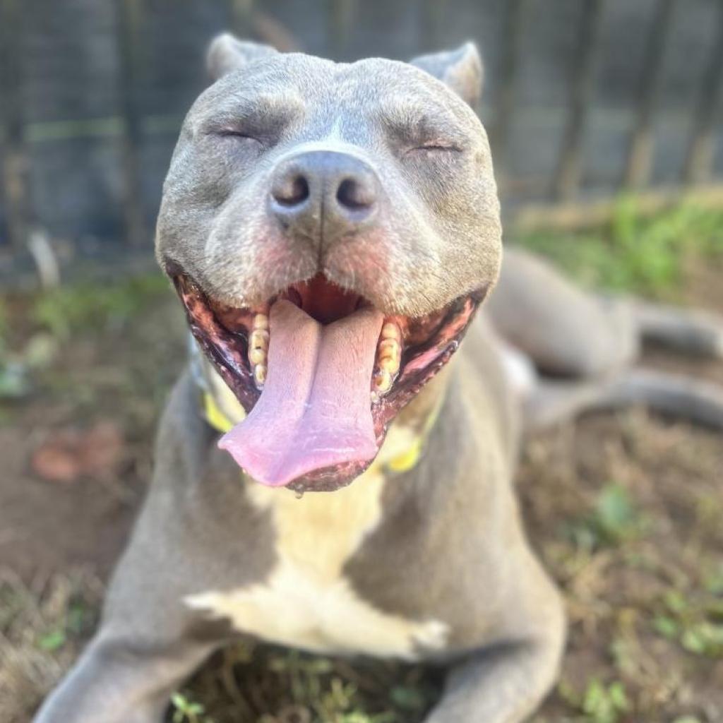 Mufasa — thumbnail 2