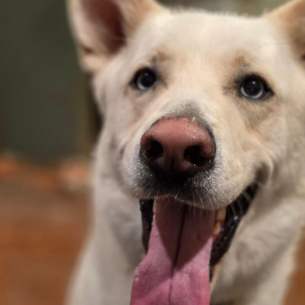 Benny, a Adoptable mixed breed in Glenfield, NY image 1/4