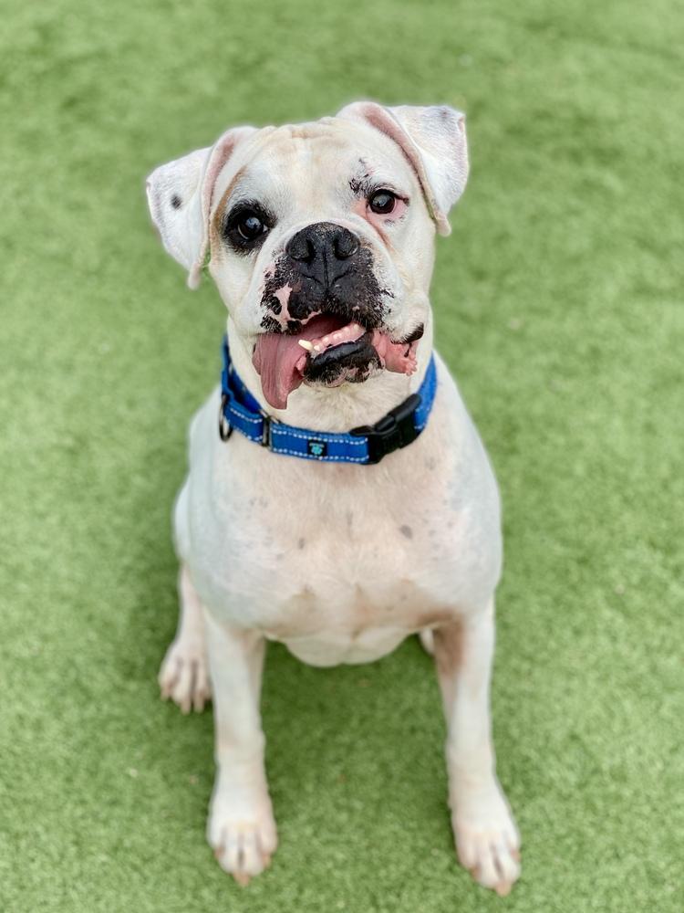 Wesson, Adoptable, Senior Male Boxer.