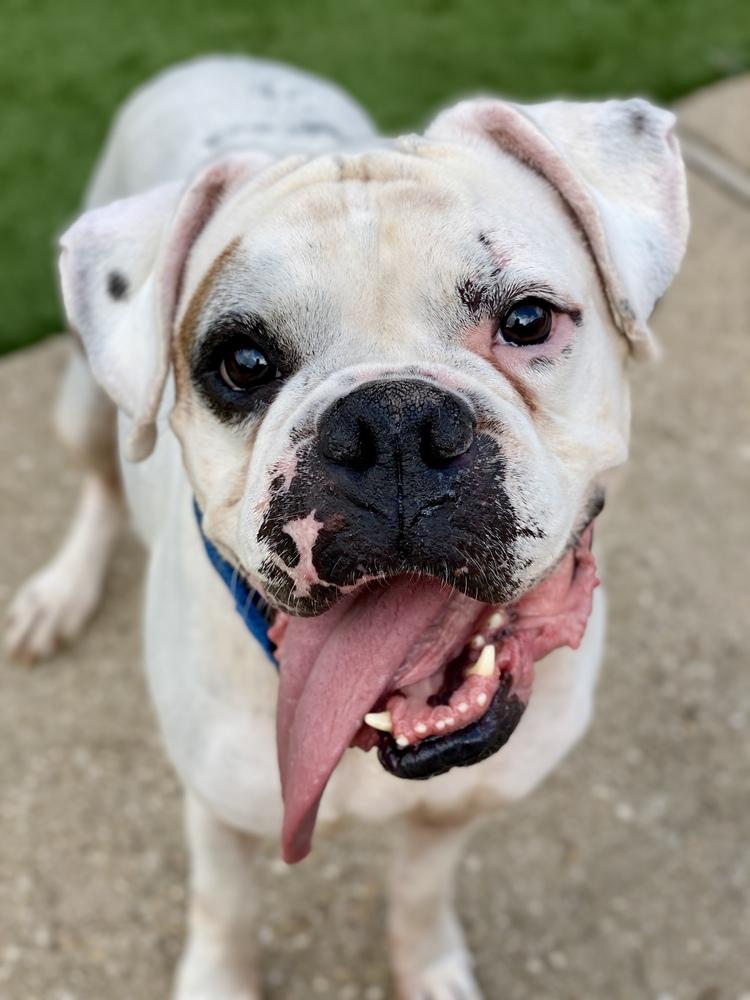 Enlarge Wesson, a Adoptable Boxer in Hewitt, TX image 2/6