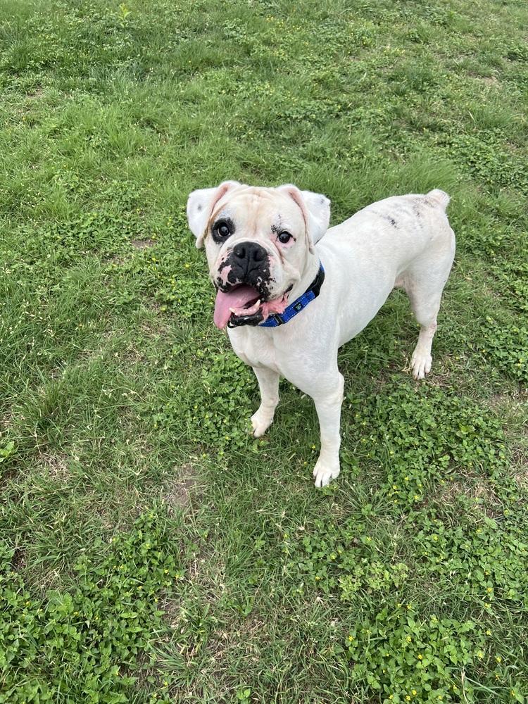 Enlarge Wesson, a Adoptable Boxer in Hewitt, TX image 3/6