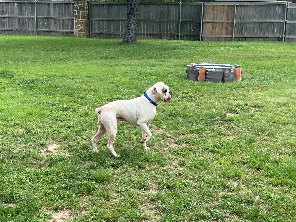 Enlarge Wesson, a Adoptable Boxer in Hewitt, TX image 4/6