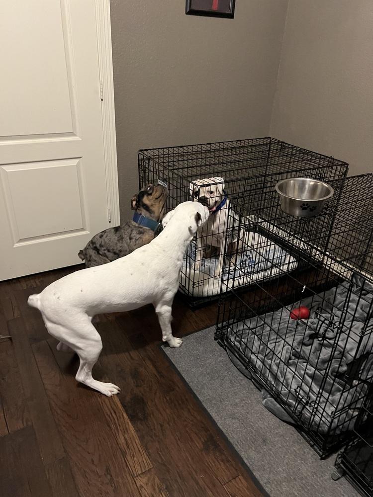 Enlarge Wesson, a Adoptable Boxer in Hewitt, TX image 6/6