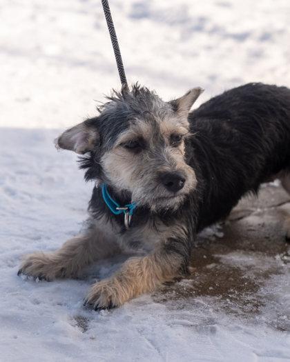 Winnie, Adoptable, Puppy Female Terrier & Mixed Breed.