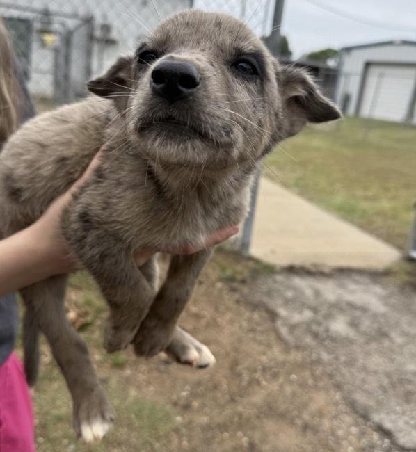 Enlarge Pua, a Adoptable mixed breed in Bronx, NY image 1/2