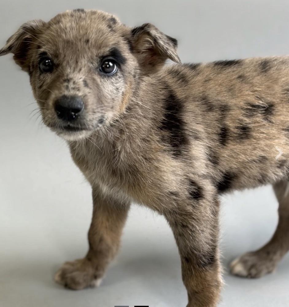 Enlarge Pua, a Adoptable mixed breed in Bronx, NY image 2/2