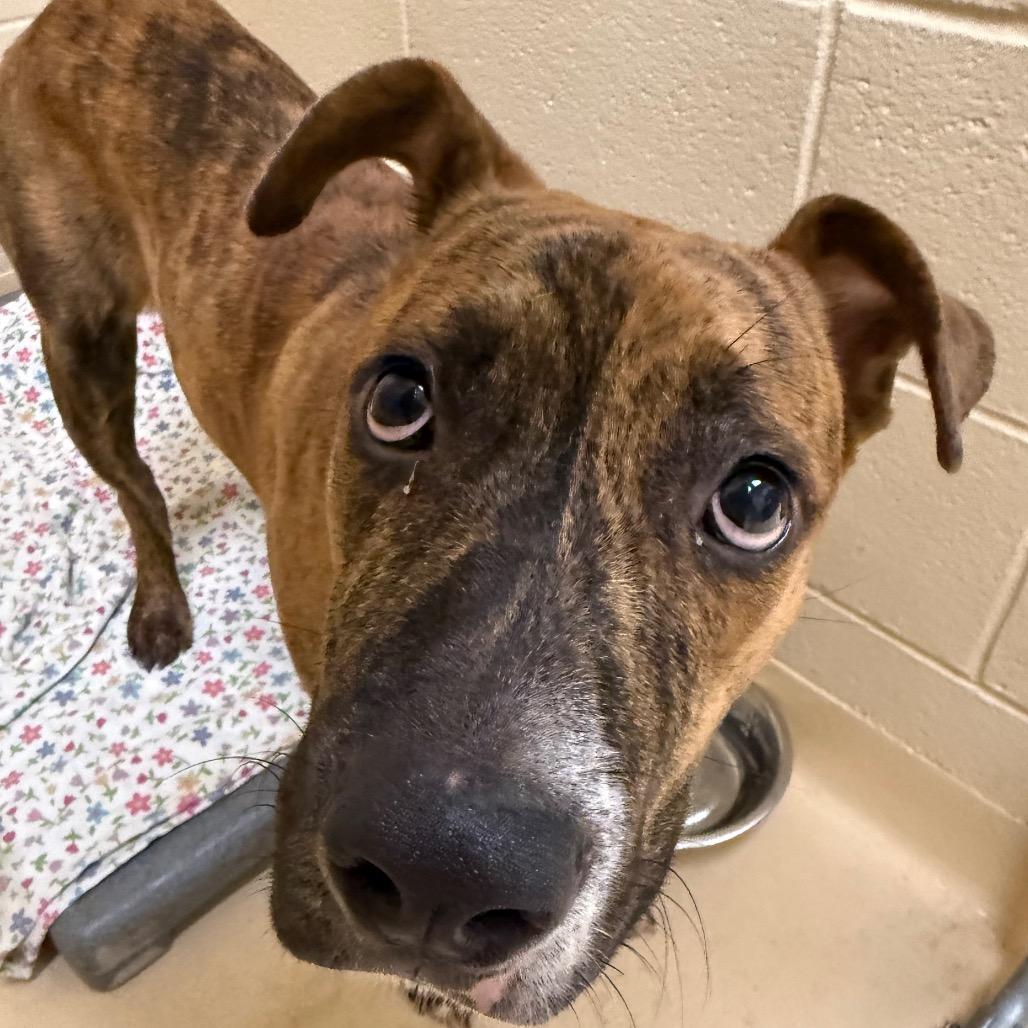 Beasley, a Adoptable Mixed Breed in Winston-Salem, NC image 1/4