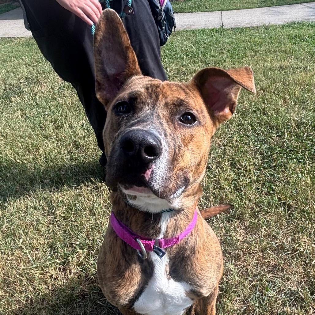 Enlarge Beasley, a Adoptable Mixed Breed in Winston-Salem, NC image 2/5